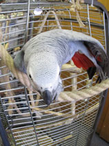 papoušekv