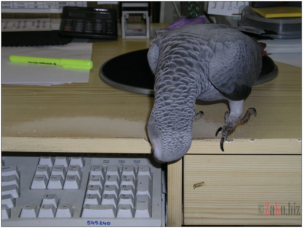 48_zaky_31122001.JPG