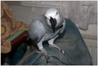 ¾ako papoušek šedý