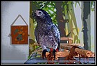 26_zaky_16112020.JPG