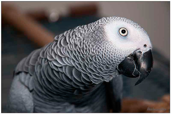 Žako papoušek