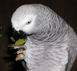papoušek